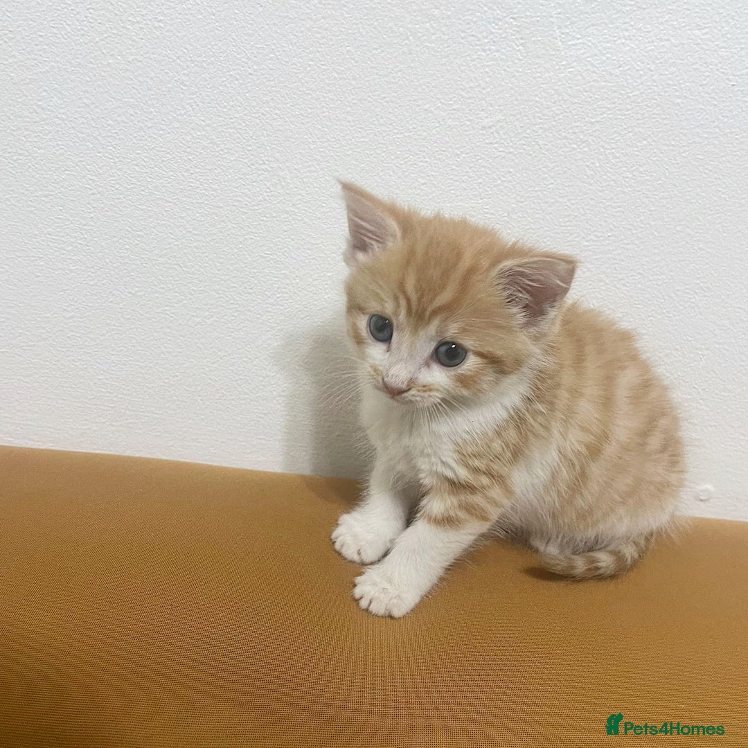 Mixed Breed cats for sale: RARE FEMALE KITTEN *AVAILABLE* - Image 5