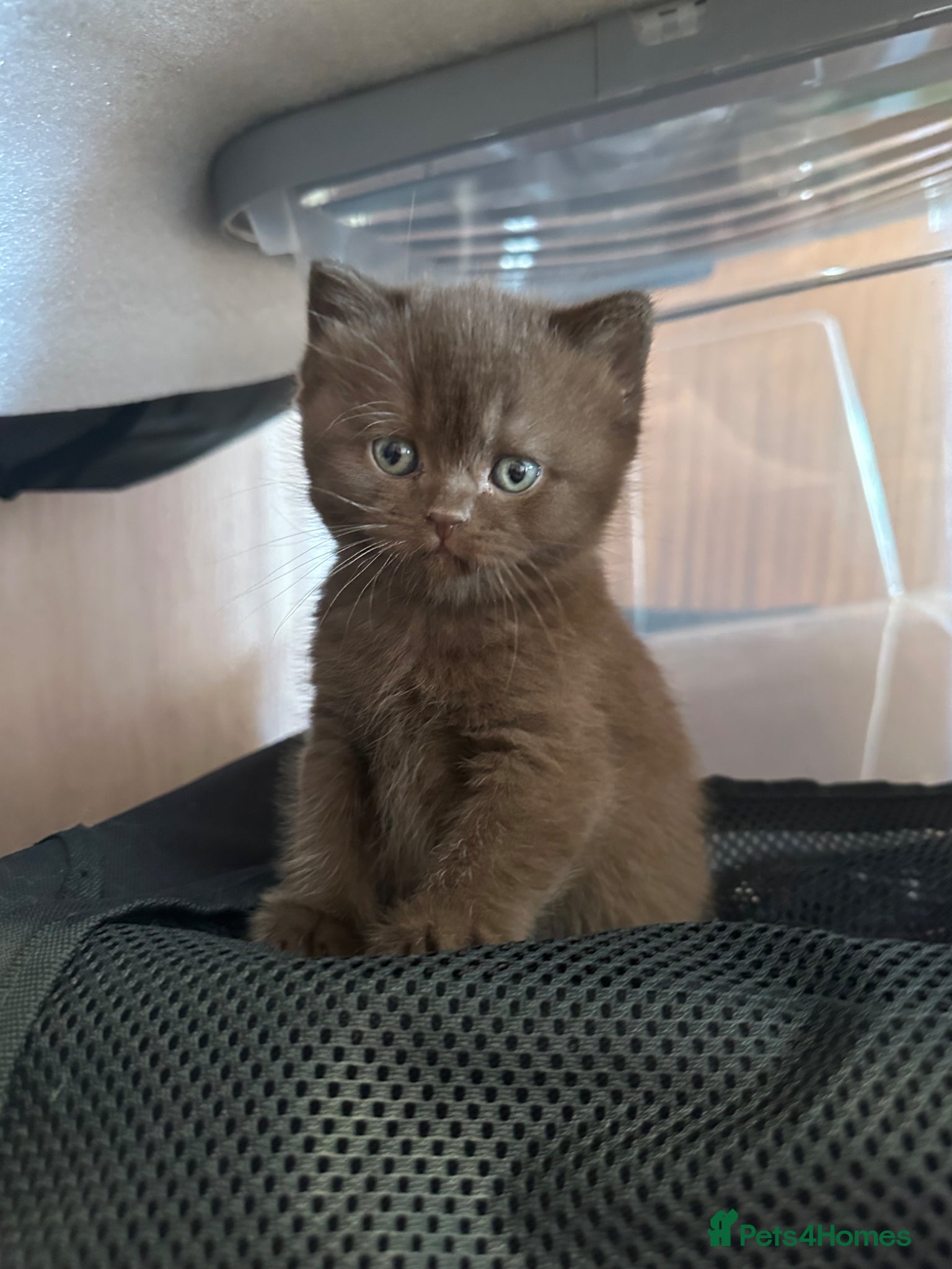 British Shorthair cats Gccf registered kittens  - Advert 2