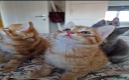 British Shorthair cats for sale: Half British Shorthair half fluffy  - Image 7