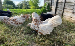 Chickens poultry for sale: Rare Breed Thuringian Chamois & Black Chickens  - Image 18