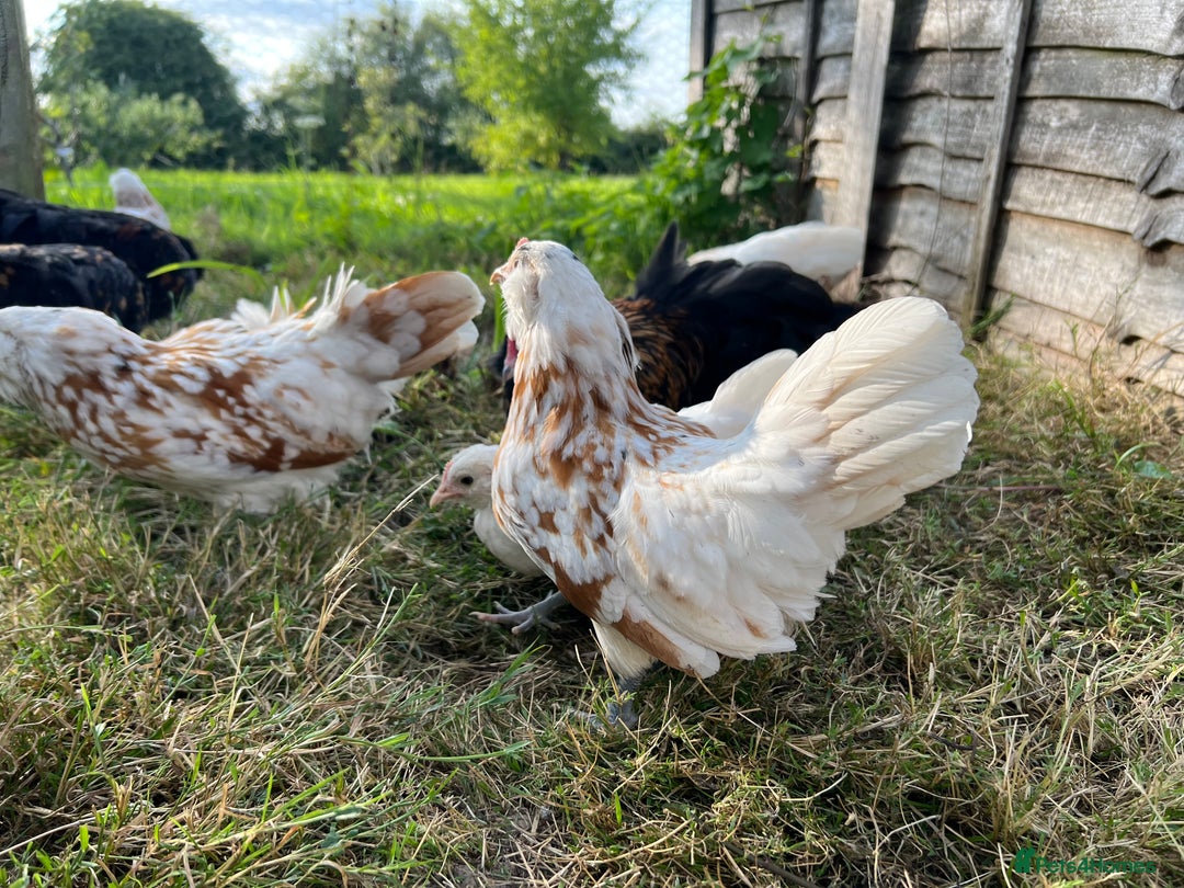 Chickens poultry for sale: Rare Breed Thuringian Chamois & Black Chickens  - Image 18