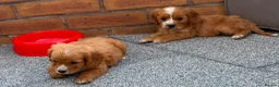 Cockalier dogs for sale:  Beautiful Cockalier puppies  - Advert 16