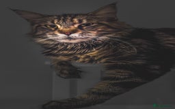 Maine Coon cats for sale: Adult mainecoon female 5 years old needs new home  - Image 4