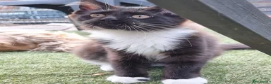 Tuxedo girl