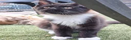 Maine Coon cats for sale: Tica registered ready now - Advert 3