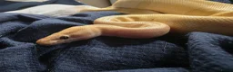 Python Snake reptiles for sale: Multiple ball pythons beautiful morphs an genders  in Ivybridge - Advert 2