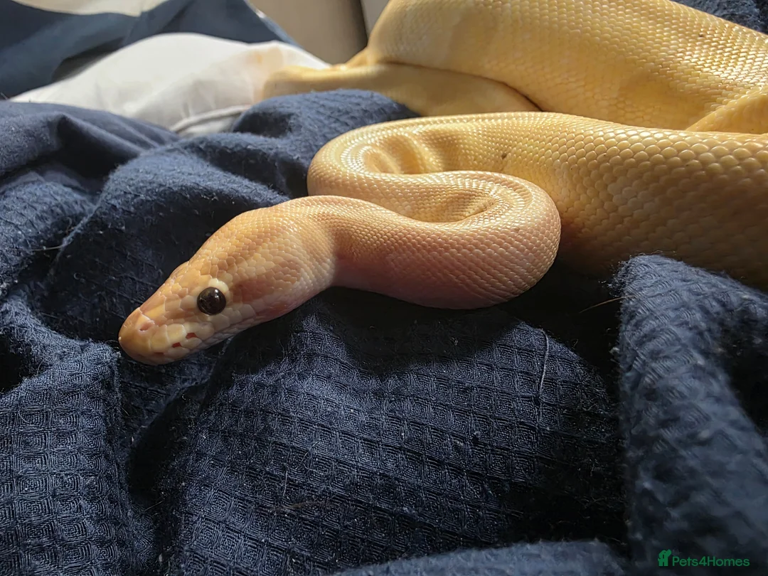 Python Snake reptiles for sale: Multiple ball pythons beautiful morphs an genders  in Ivybridge - Advert 2
