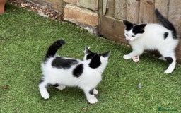 Domestic Shorthair cats for sale: Adorable Kittens Looking for a Loving Home, 🏡 - Image 14