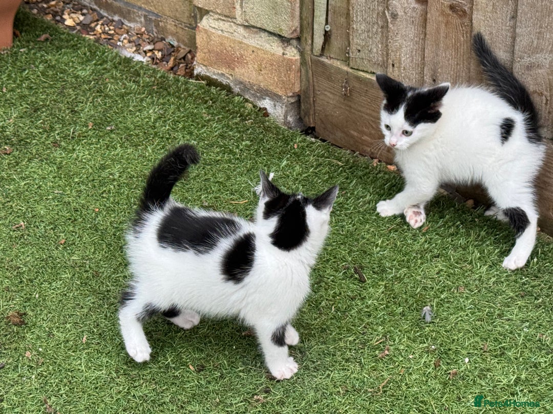 Domestic Shorthair cats for sale: Adorable Kittens Looking for a Loving Home, 🏡 - Image 14