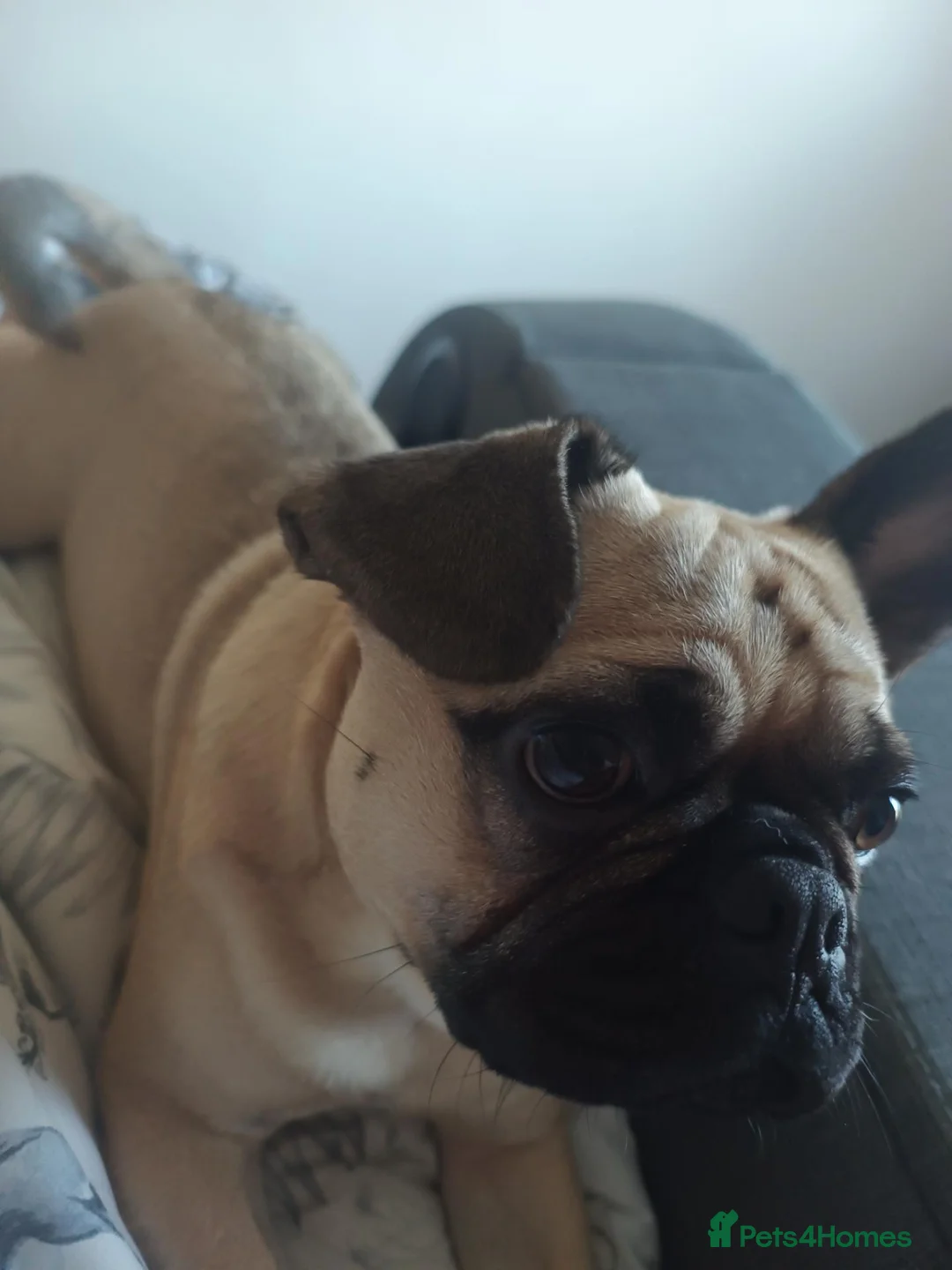 Frug dogs for sale: Buzz the frug - Advert 2