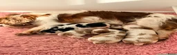 Cavalier King Charles Spaniel dogs for sale: KC Beatiful Quality Puppies - Advert 7