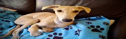 Mixed Breed dogs for adoption: Lyra 6 month old puppy- sweetheart  in Usk - Advert 5
