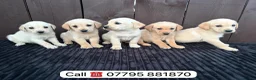 Goldador dogs for sale: Goldador puppies 9 available  - Advert 21