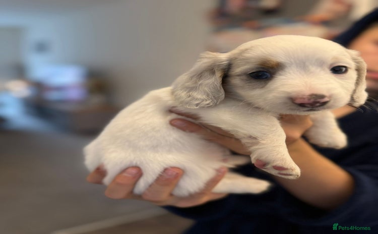 Miniature Dachshund dogs - Advert 13