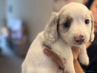 Miniature Dachshund dogs - Advert 34