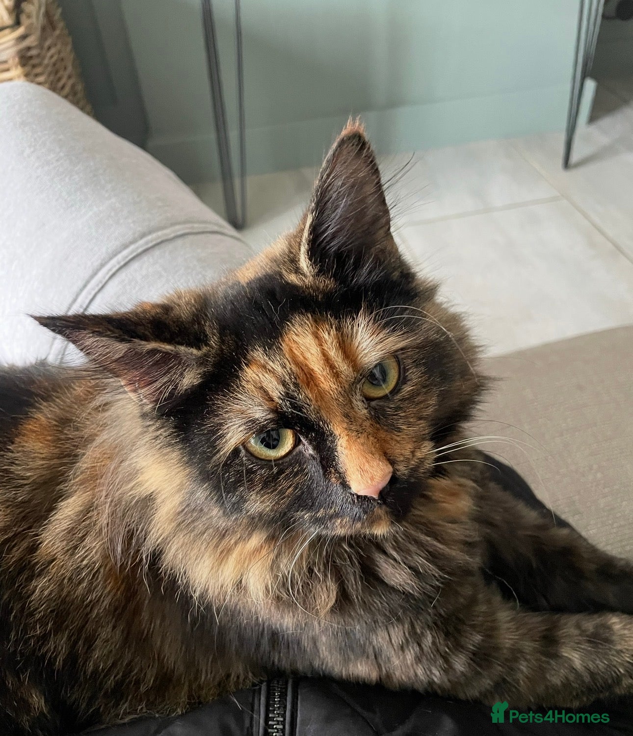 Mixed Breed cats Loving home required - Advert 1