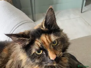 Mixed Breed cats Loving home required - Advert 9