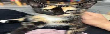 Orio,