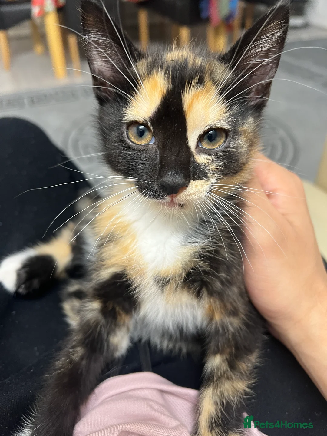 American Shorthair cats for sale: Friendly cats!! 3 black/white/brown cats - Advert 1