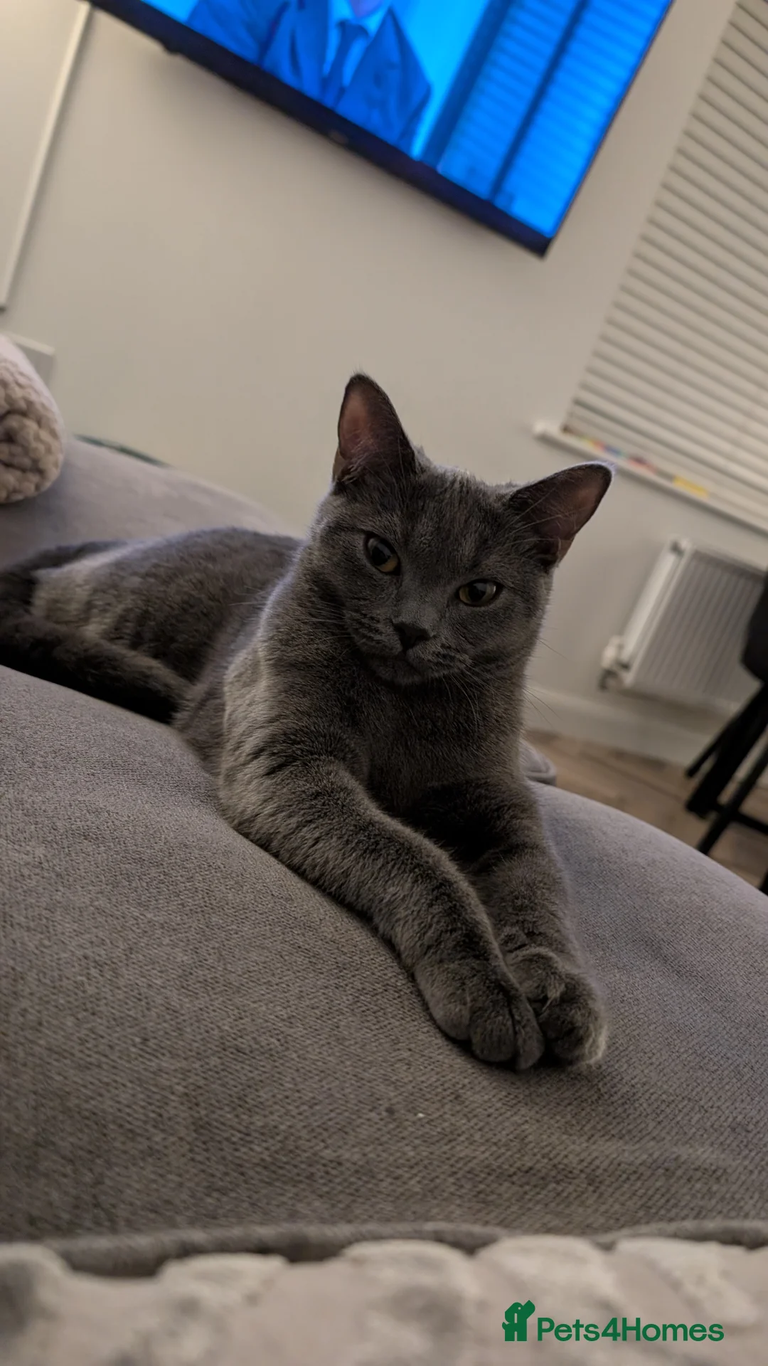 Russian Blue cats for sale: Mya Russian blue x British blue  - Advert 2