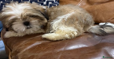Shih Tzu dogs - Advert 8