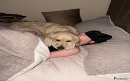 Golden Retriever dogs for sale: Gorgeous adult golden retriever  - Image 3