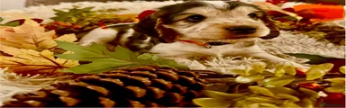 Cocker Spaniel 2