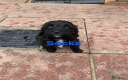 Cockapoo dogs for sale: F1B Cockapoo - Image 3