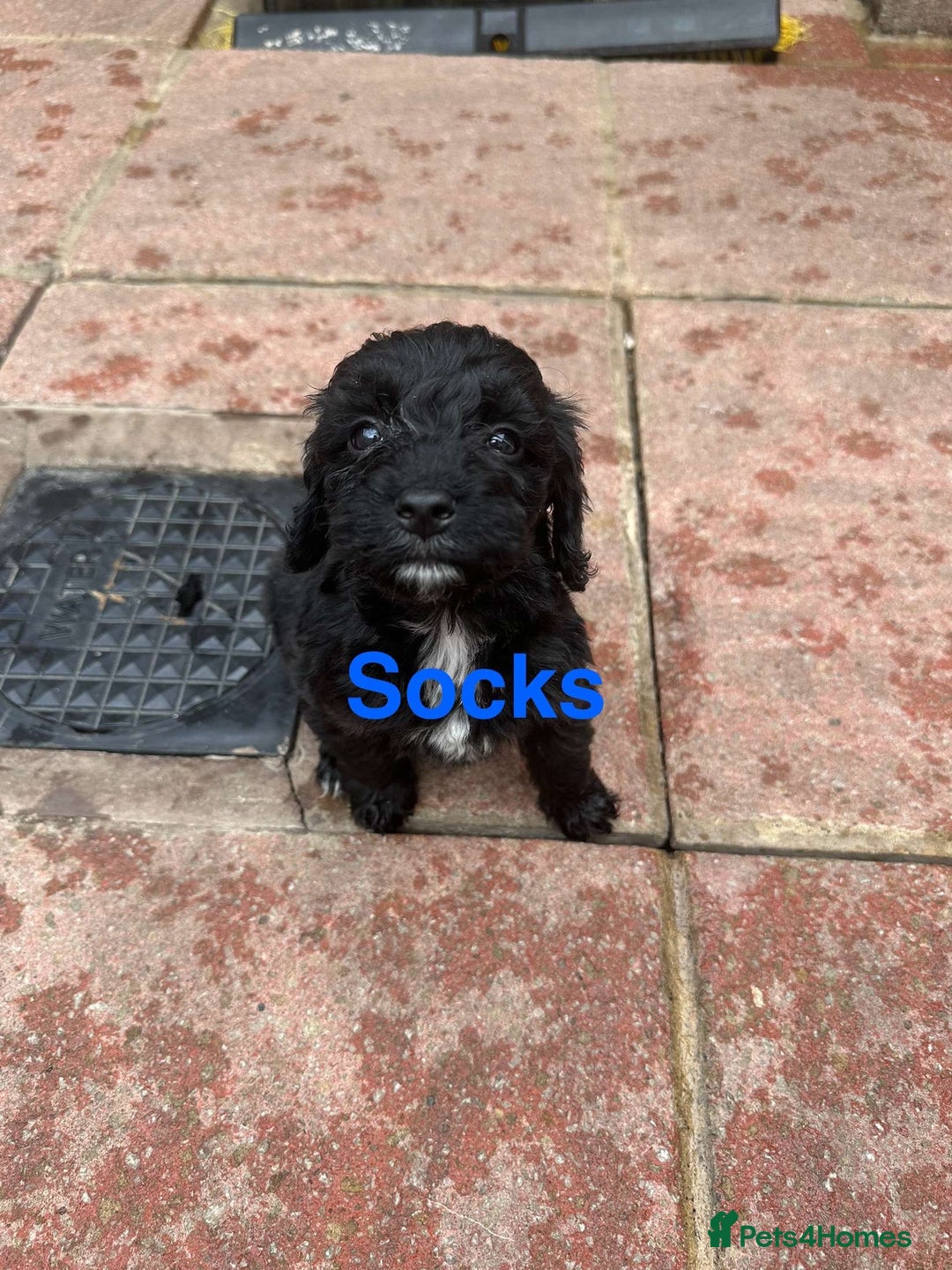 Cockapoo dogs for sale: F1B Cockapoo - Image 3