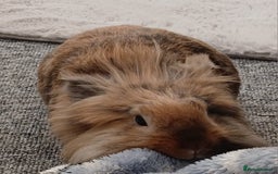 Lionhead rabbits for sale: Pair of lionhead bunnies - Image 4