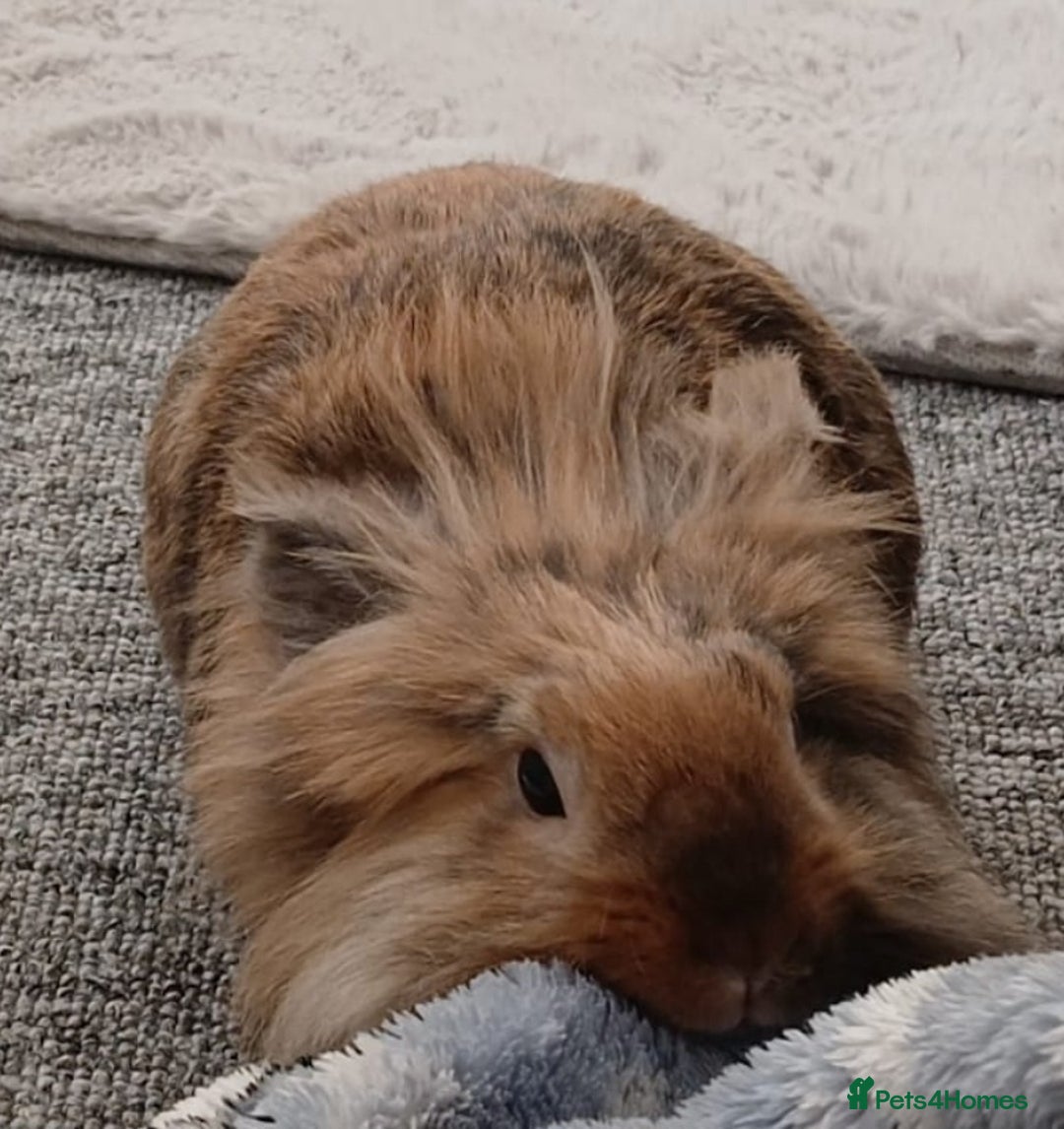 Lionhead rabbits for sale: Pair of lionhead bunnies - Image 4