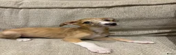 Mixed Breed dogs for sale: Whippet x lurcher pups - Advert 6