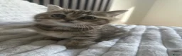 British Shorthair cats for sale: 😻Beautiful British Shorthair Kittens 🐈‍⬛ 🩷💙 - Advert 13