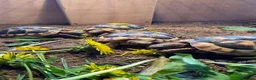 Tortoise reptiles for sale: Marginated Tortoises and set up  - Advert 7