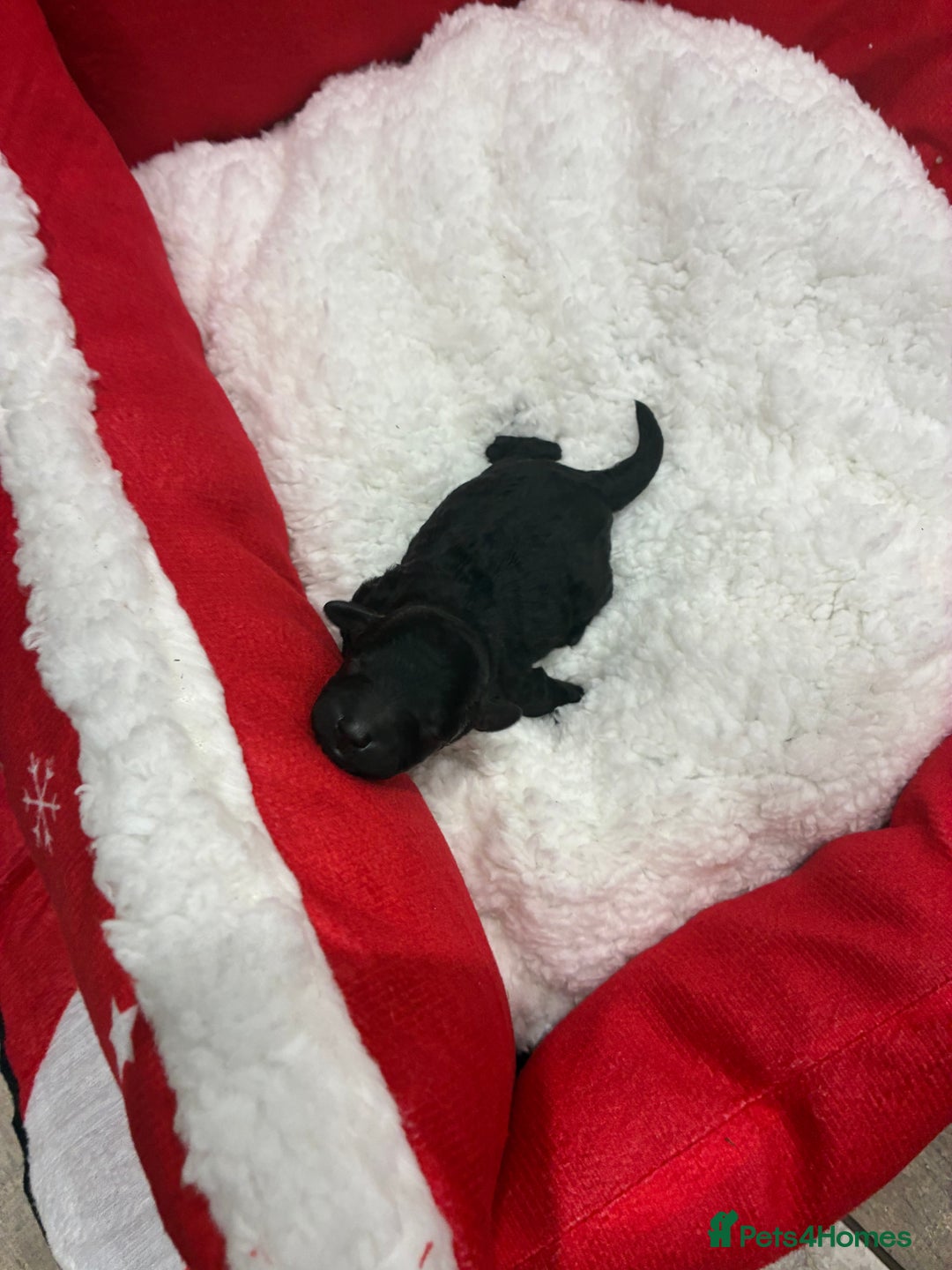 Miniature Poodle dogs for sale: beautiful miniature poodles  - Advert 9