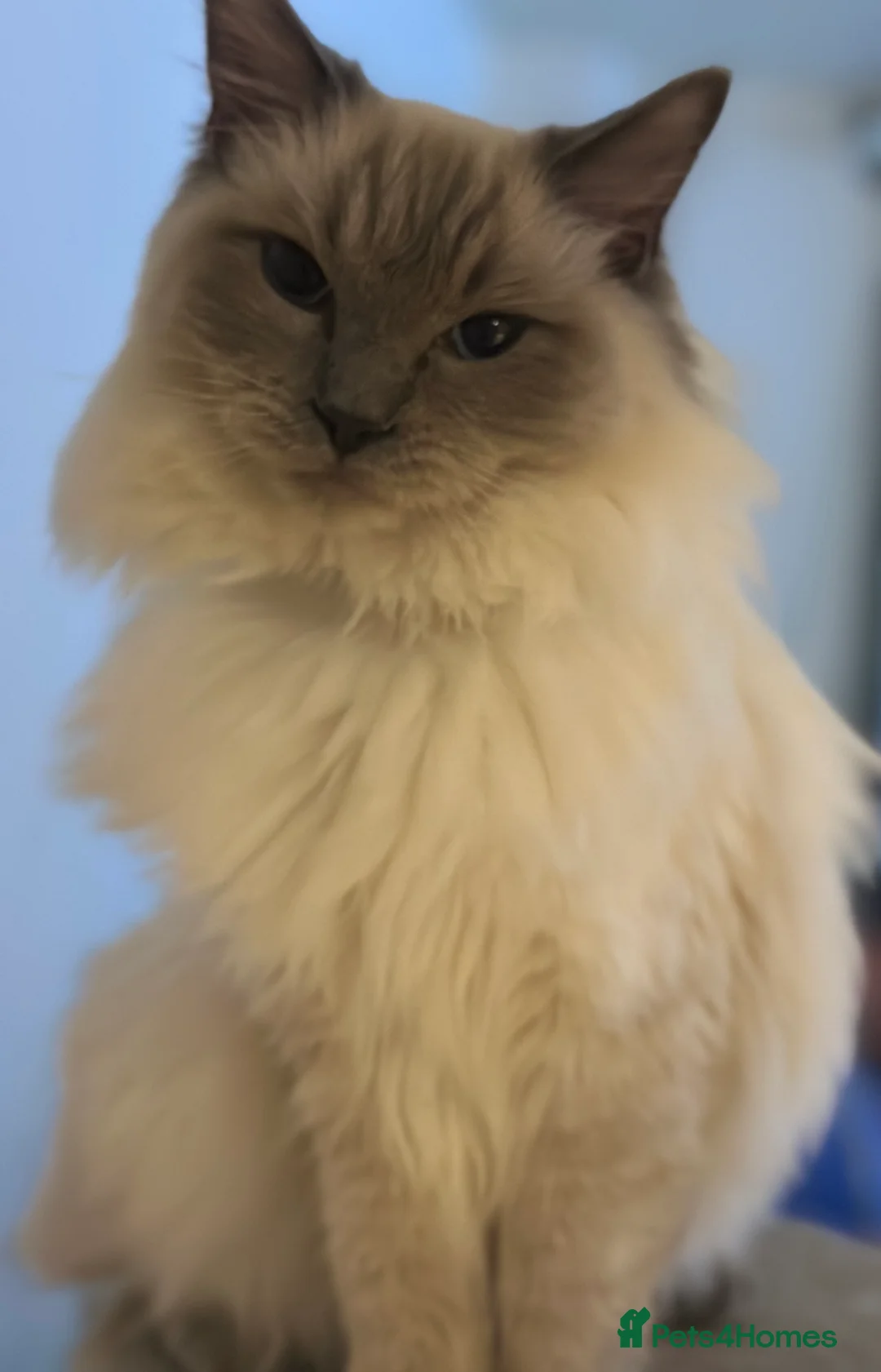 Ragdoll cats for stud: Beautiful pure blue point large  ragdoll stud in Bristol - Advert 5