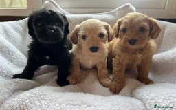 Mixed Breed dogs for sale: Miniature schnoodle girl ready to leave  - Image 3