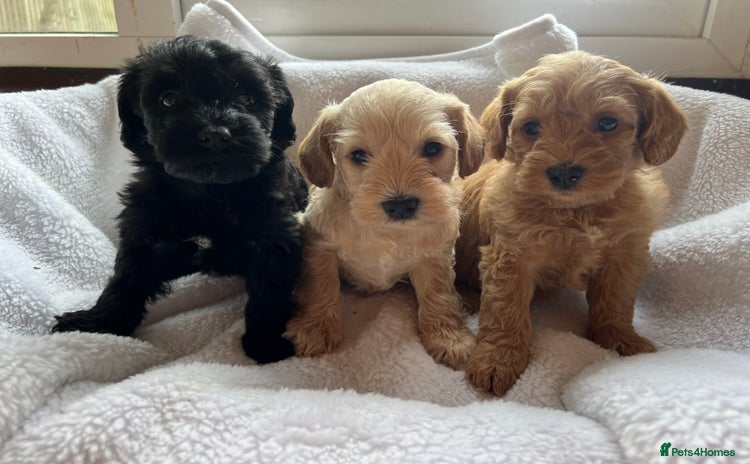 Mixed Breed dogs - Advert 1