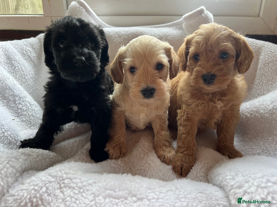 Mixed Breed dogs for sale: Miniature schnoodle girl ready to leave  - Image 3