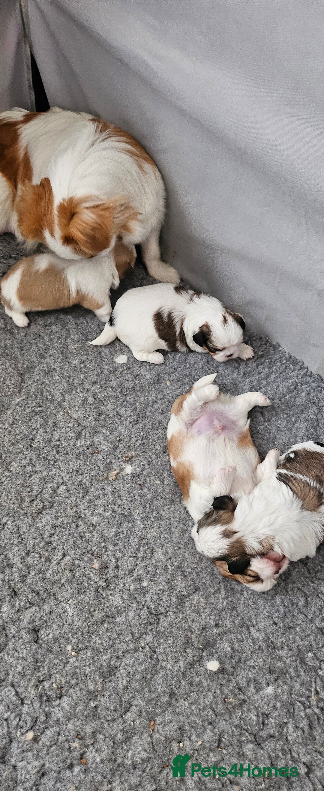 Mixed Breed dogs for sale: 4 beautiful little puppies chihuahua/shih tzu X - Advert 8