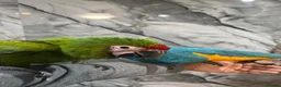 Mixed Breed birds for sale: Stunning Selection Baby HandReared Loving Parrot in Nottingham - Advert 9