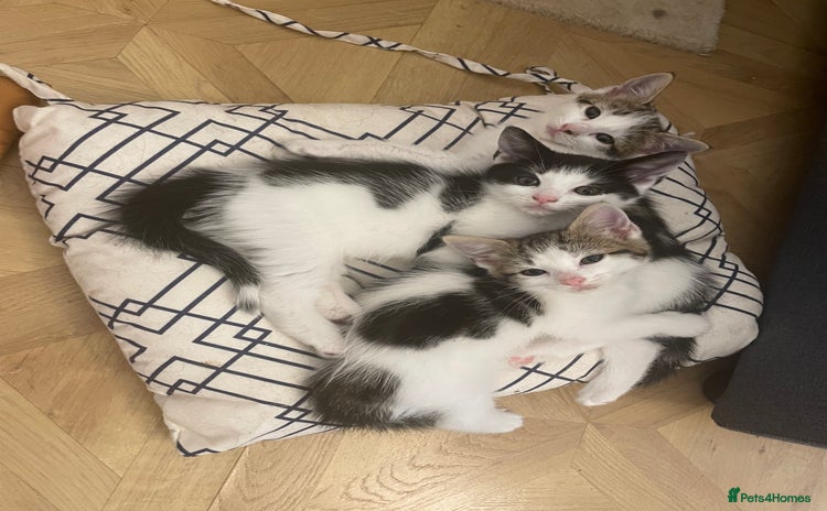 Mixed Breed cats - Advert 16