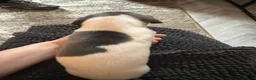Mixed Breed dogs for sale: 🐾Reduced🐾READY NOW!!Italian x whippet pups! - Advert 27