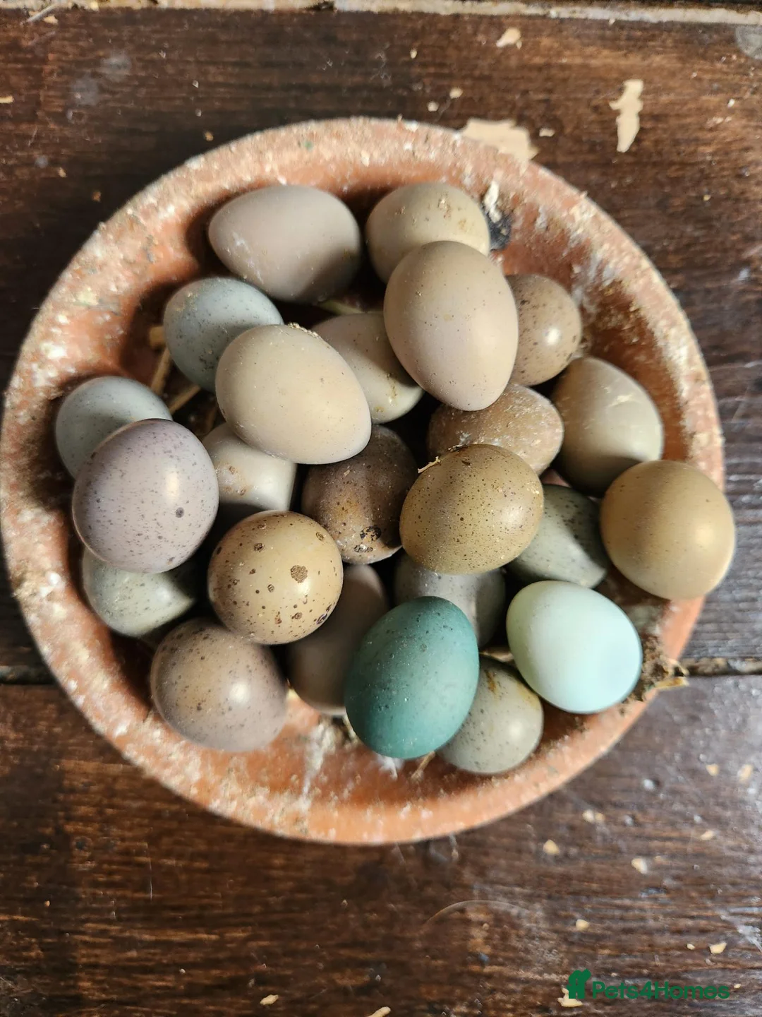 Quail poultry for sale: Female Chinese Painted Button Quail in Flint - Advert 5