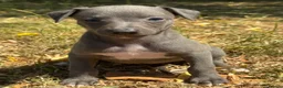 Whippet dogs for sale: KC REG BLUE WHIPPETS BVA AND HEART TESTED PARENTS - Advert 18
