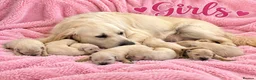 Golden Retriever dogs for sale: EXCEPTIONAL SHOW GOLDEN RETREIVER PUPPIES. - Advert 23