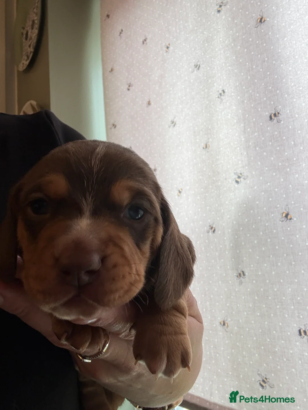 Miniature Dachshund dogs for sale: Miniature dachshund  - Advert 15