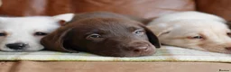 Labrador Retriever dogs for sale: Stunning Health Tested Labrador Puppies - Advert 14