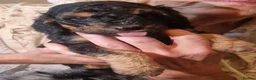 Cockapoo dogs for sale: F1B cockapoo puppies 2 boys 1 girl  - Advert 8
