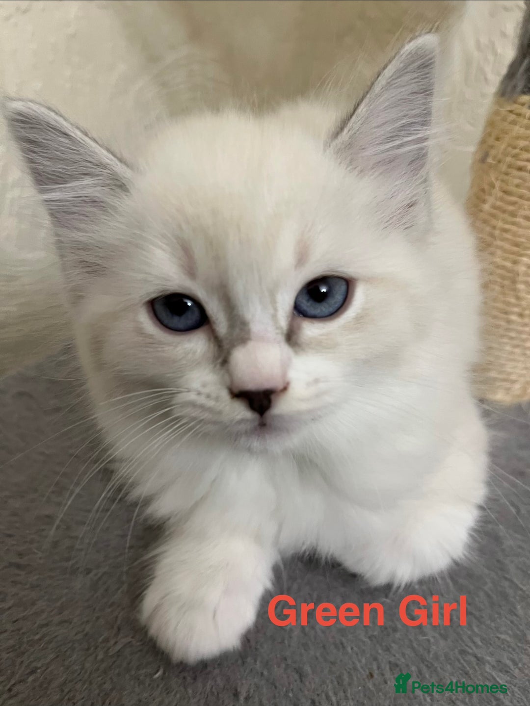 Ragdoll cats for sale: ❤️5 Beautiful Pure Ragdoll Kittens❗️❤️🐈 - Advert 3
